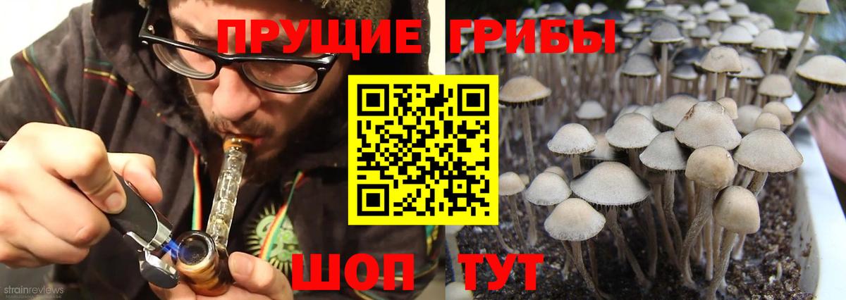 Галлюциногенные грибы Psilocybe Минусинск